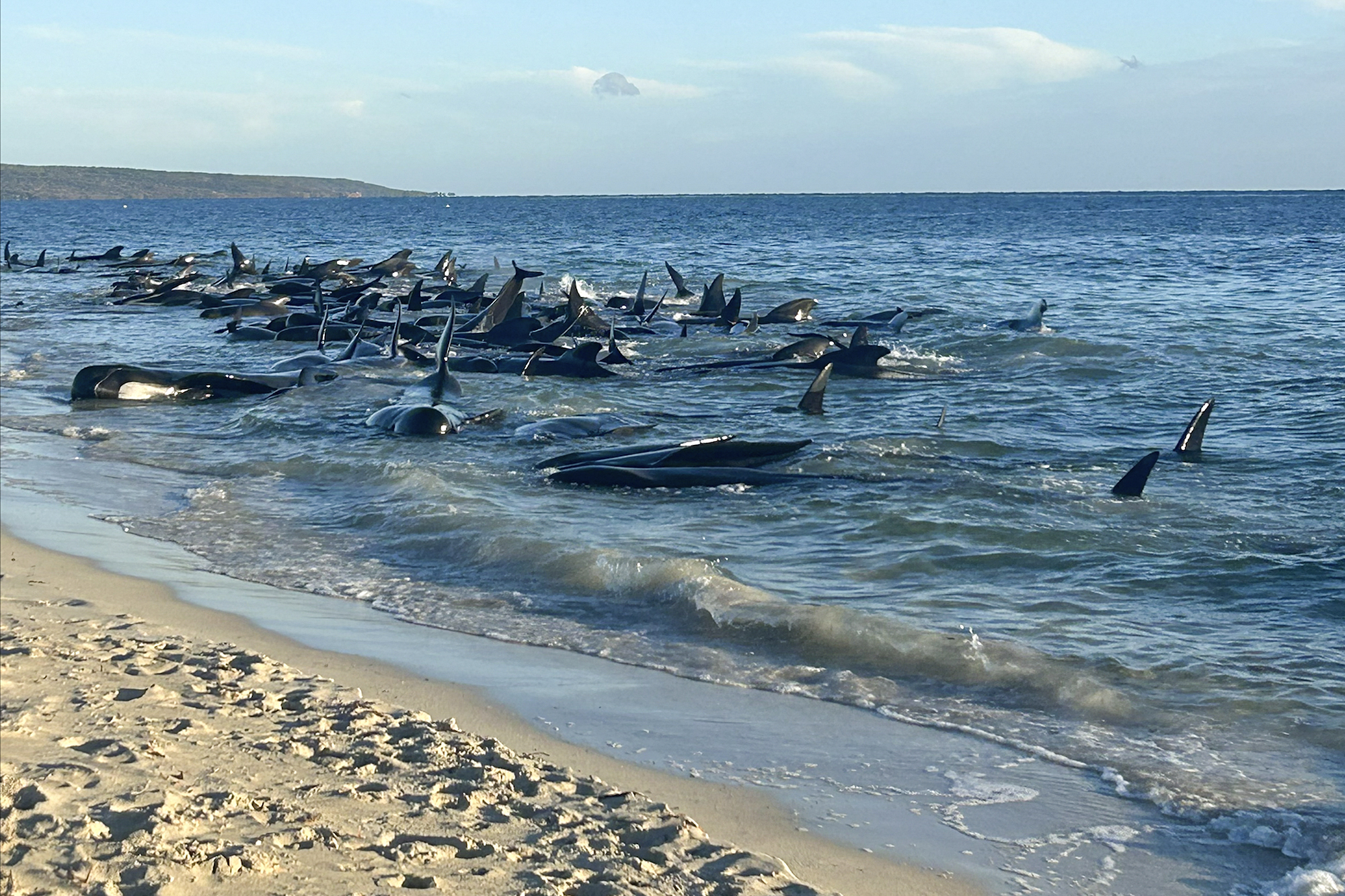 Σπαρακτικές εικόνες στην Αυστραλία: Μυστήριο με 160 φάλαινες που «ξεβράστηκαν» σε παραλία