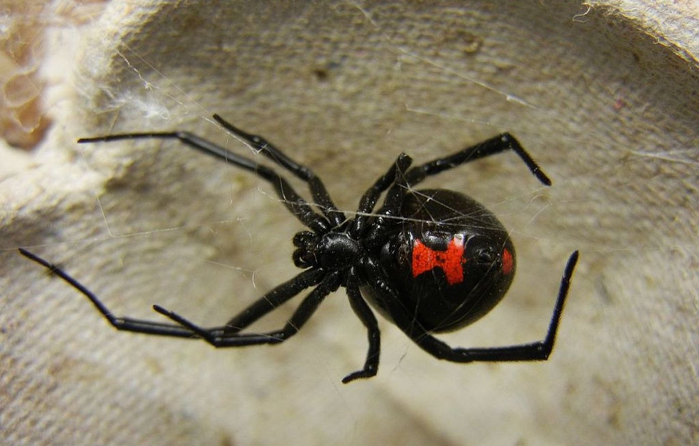 Τσίμπημα από αράχνη «Μαύρη Χήρα» δέχθηκε 35χρονος στη Λευκάδα